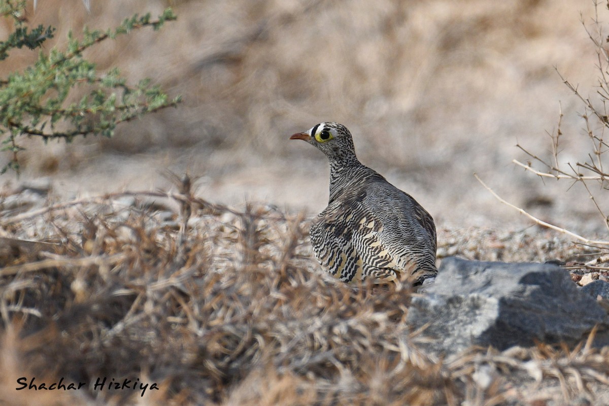 Lichtenstein's Sandgrouse (Lichtenstein's) - ML617306536
