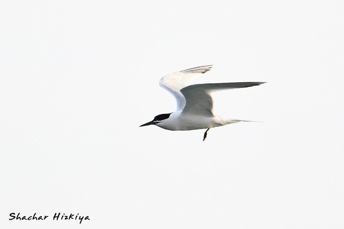Sandwich Tern (Eurasian) - ML617306558