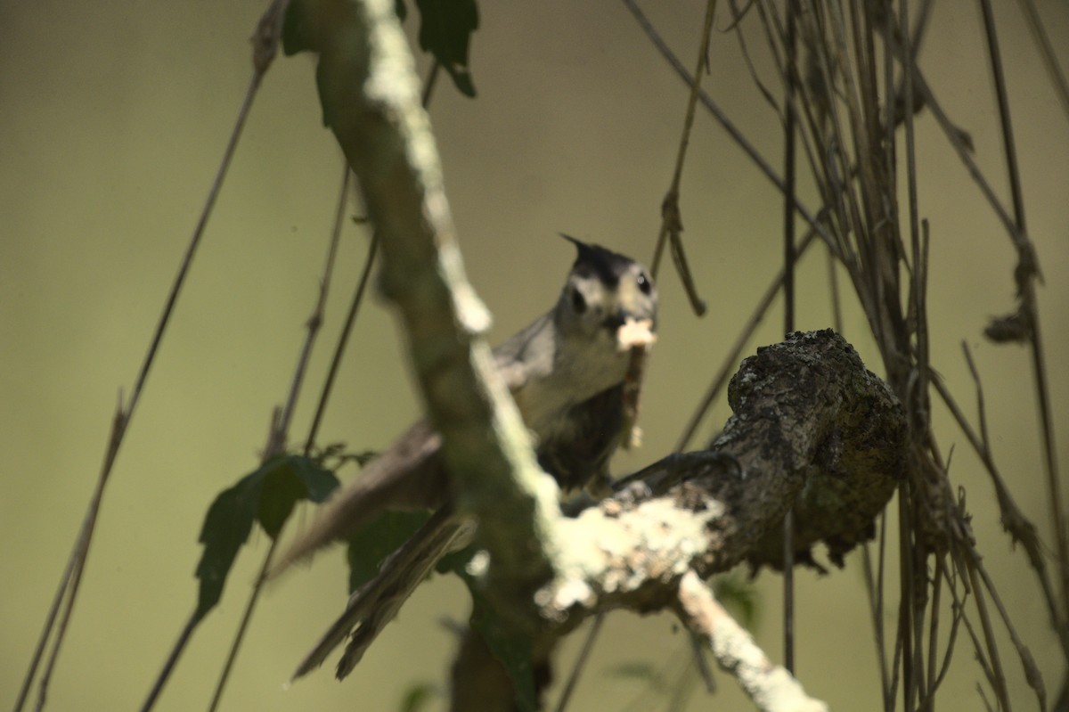 Black-crested Titmouse - ML617306578