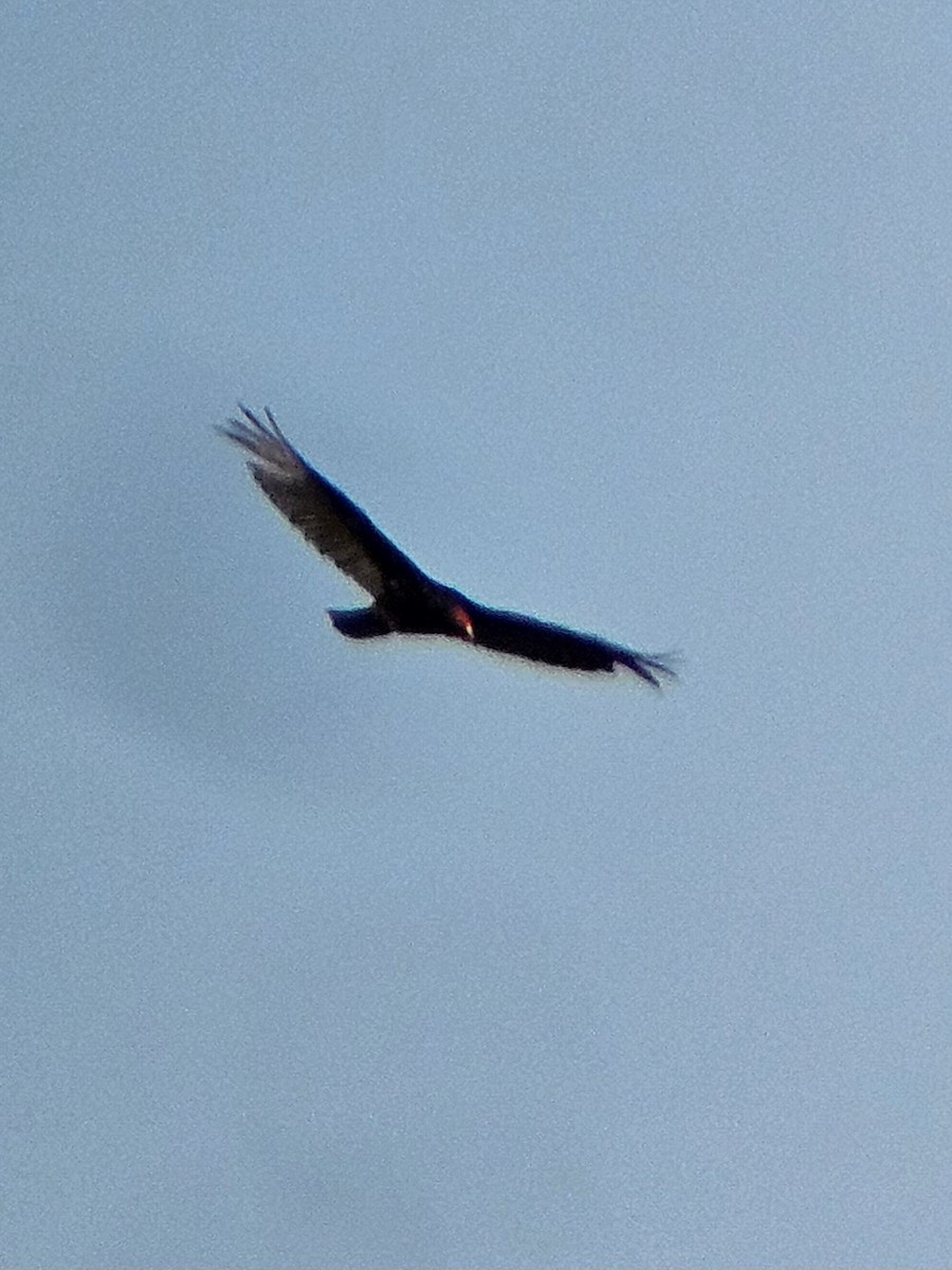 Turkey Vulture - ML617306596