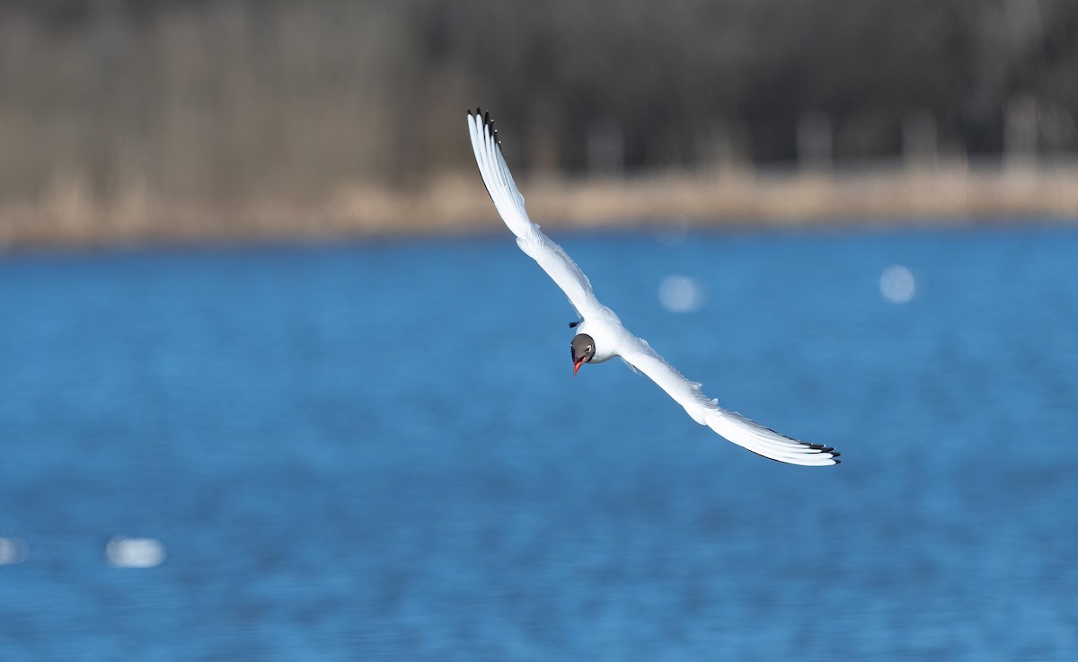 Mouette rieuse - ML617306651