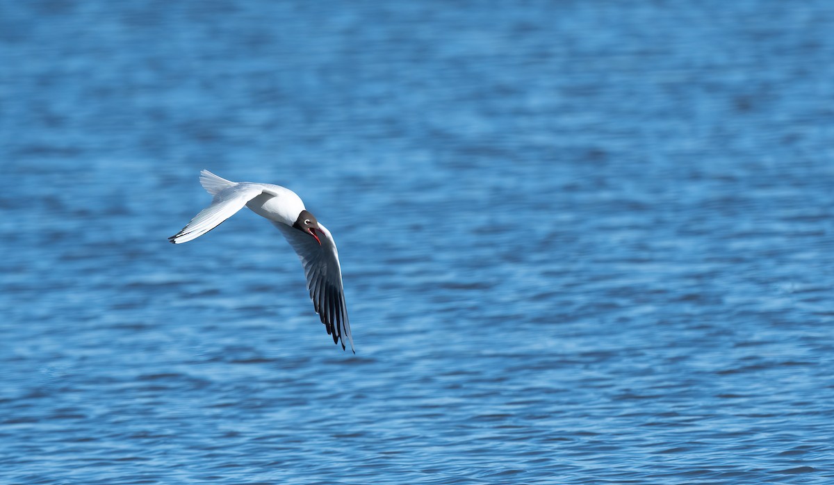 Mouette rieuse - ML617306652