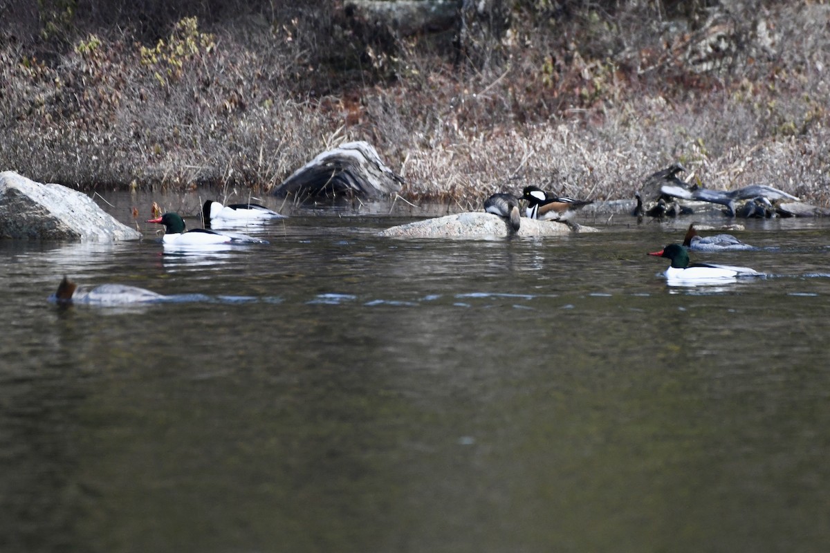 Common Merganser - ML617306665