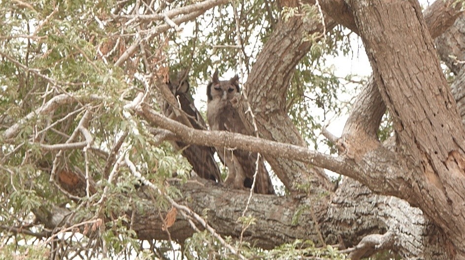 Verreaux's Eagle-Owl - ML617306685