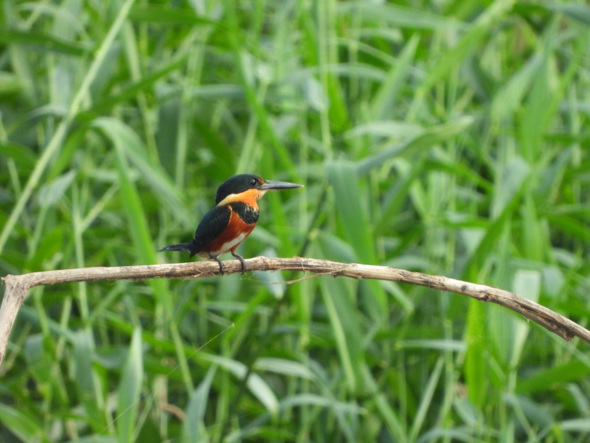 American Pygmy Kingfisher - Henry Griffin