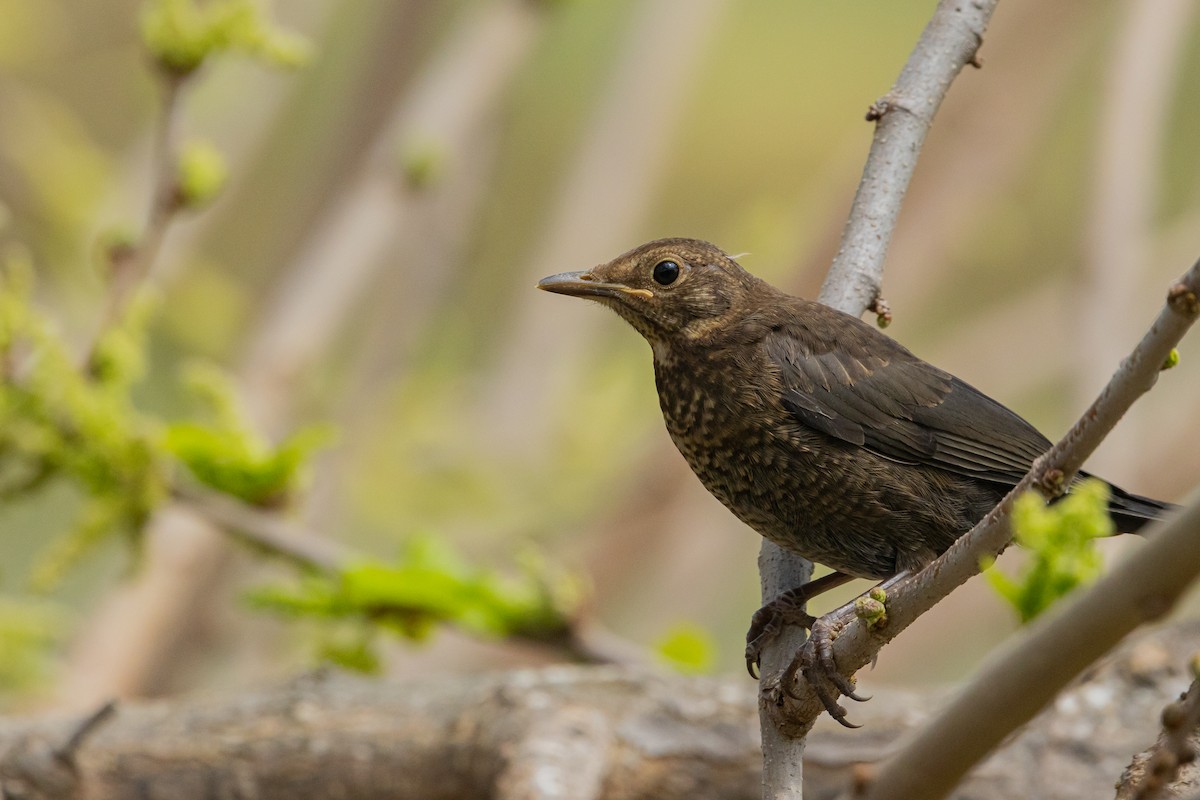 Eurasian Blackbird - ML617306718