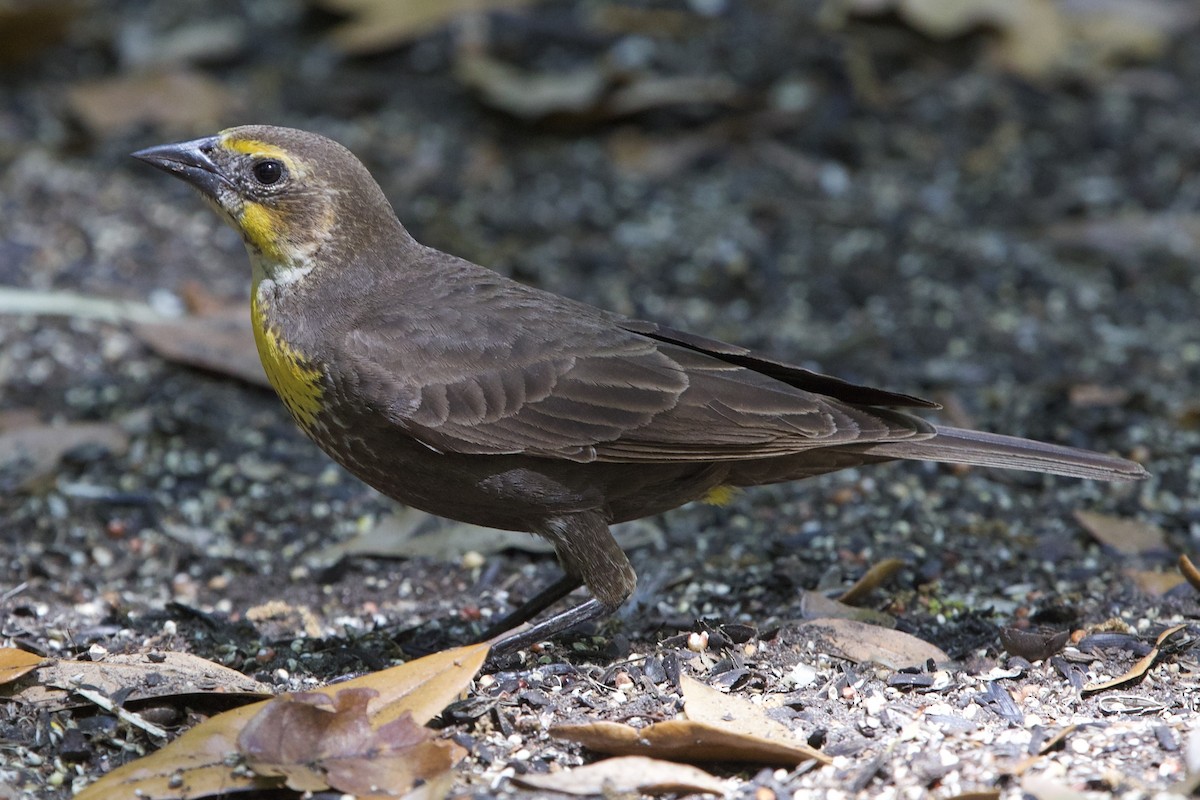 Yellow-headed Blackbird - ML617306766