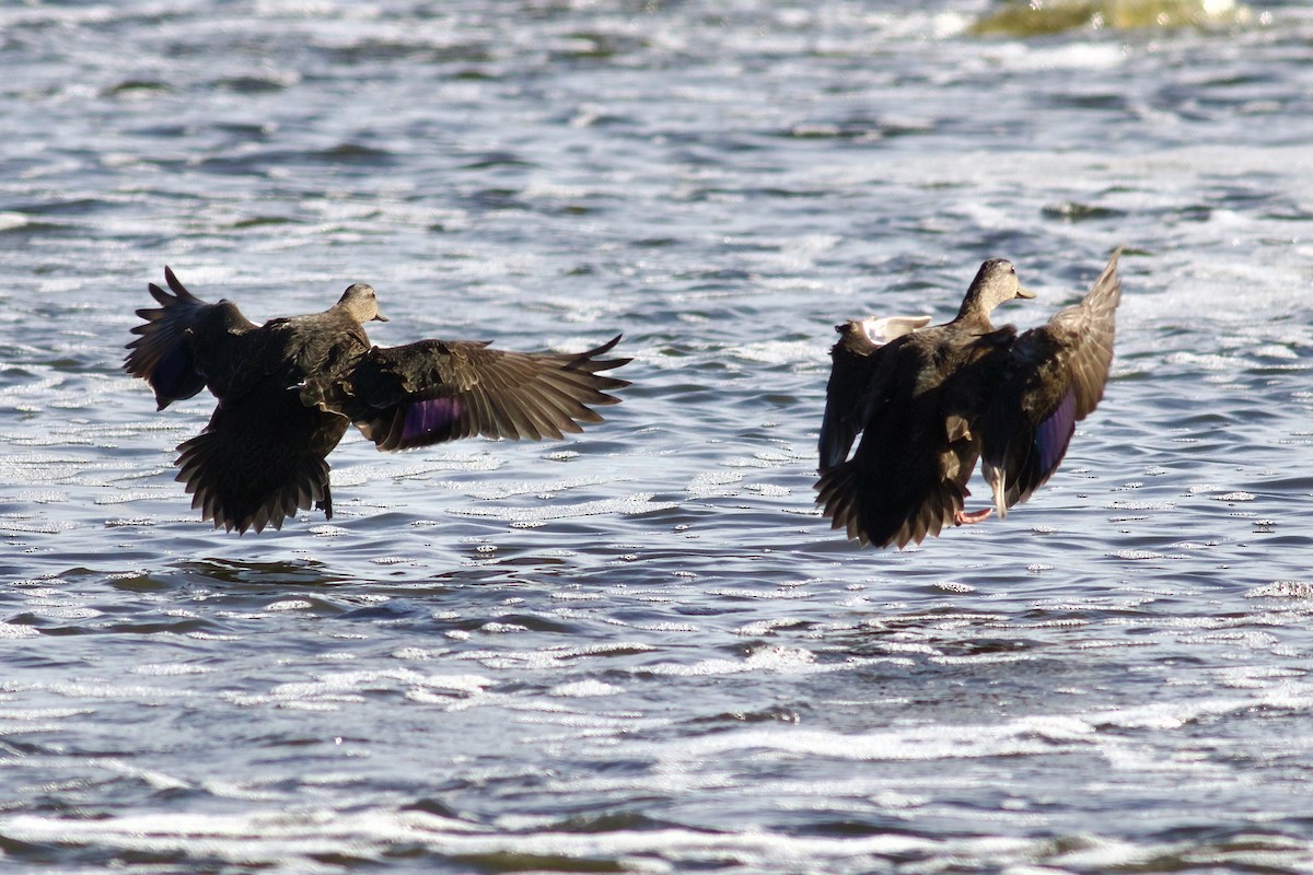 American Black Duck - George Forsyth