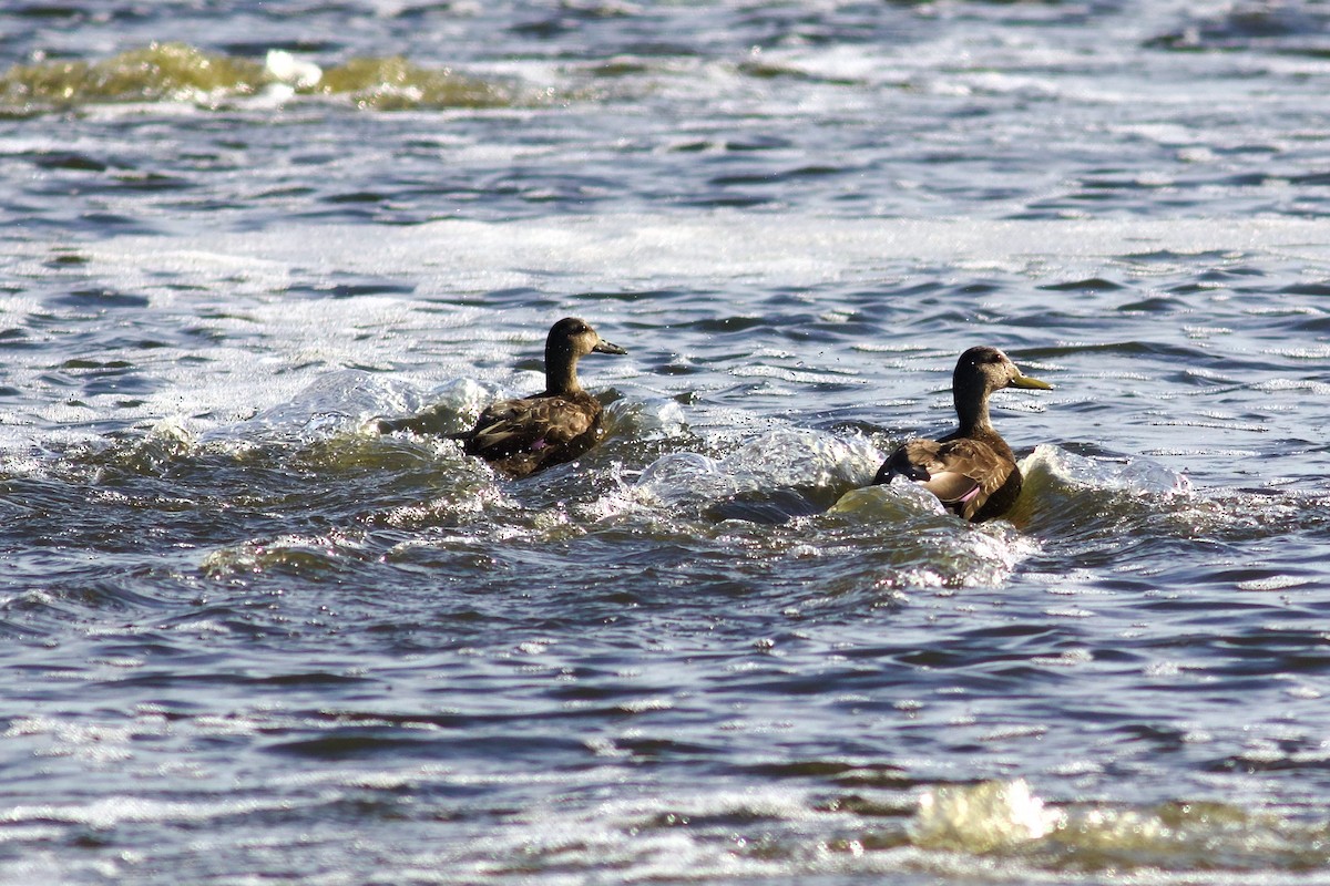 American Black Duck - ML617306824