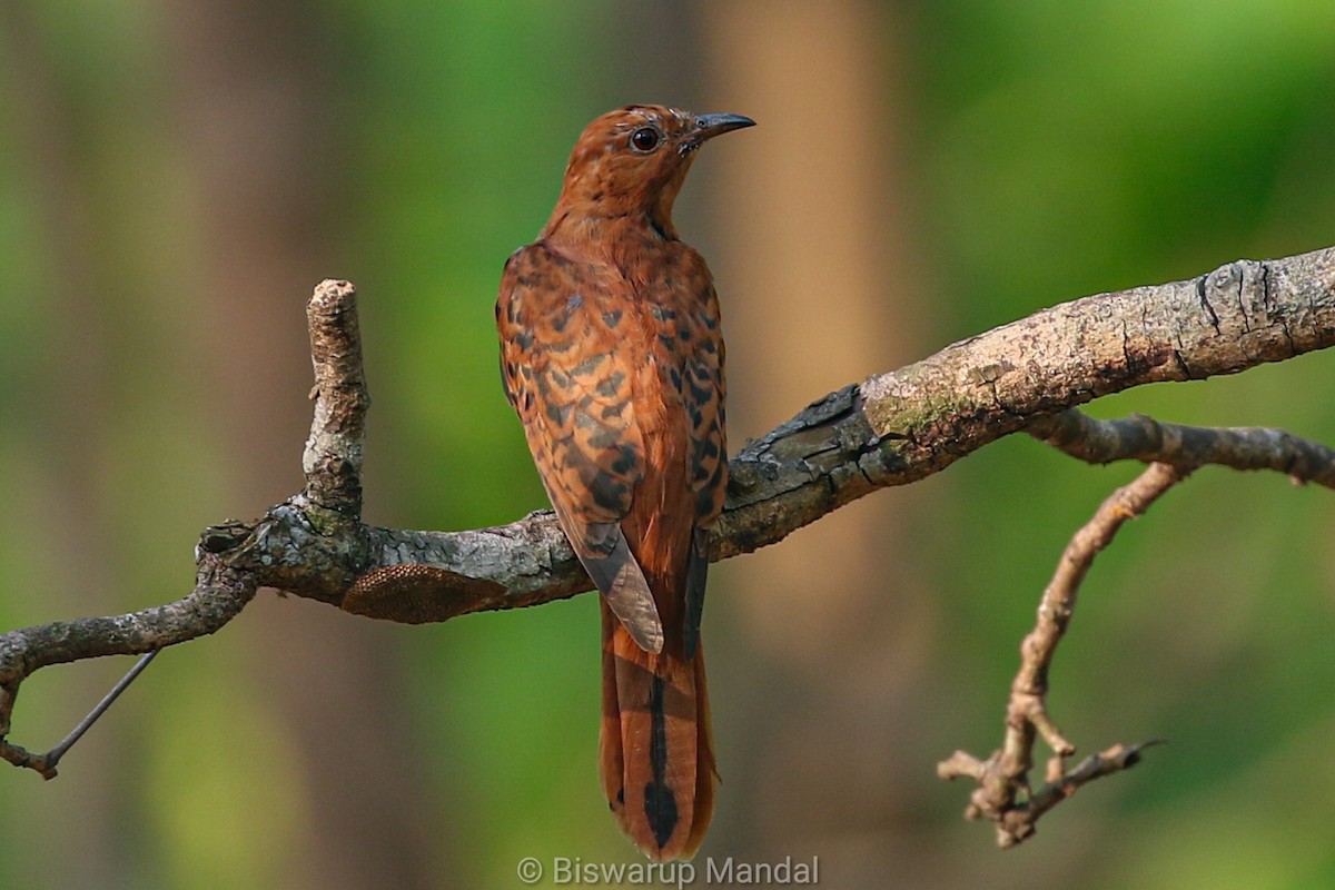 Gray-bellied Cuckoo - ML617306831