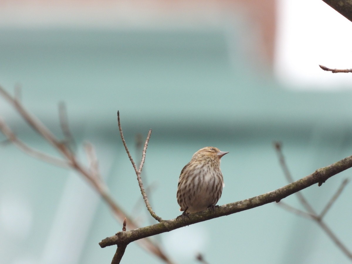 Pine Siskin - ML617306834