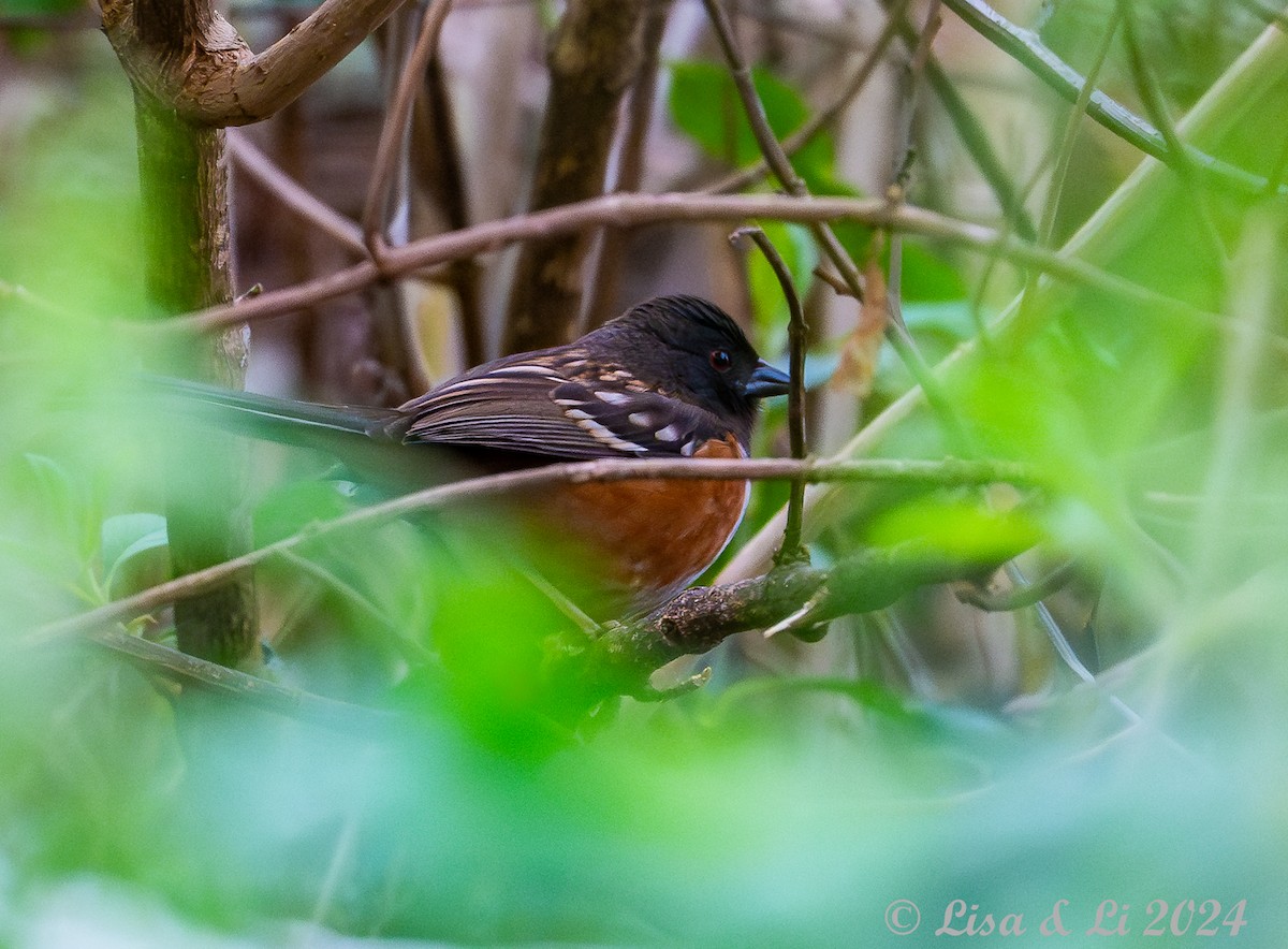 Toquí Moteado (grupo maculatus) - ML617306894