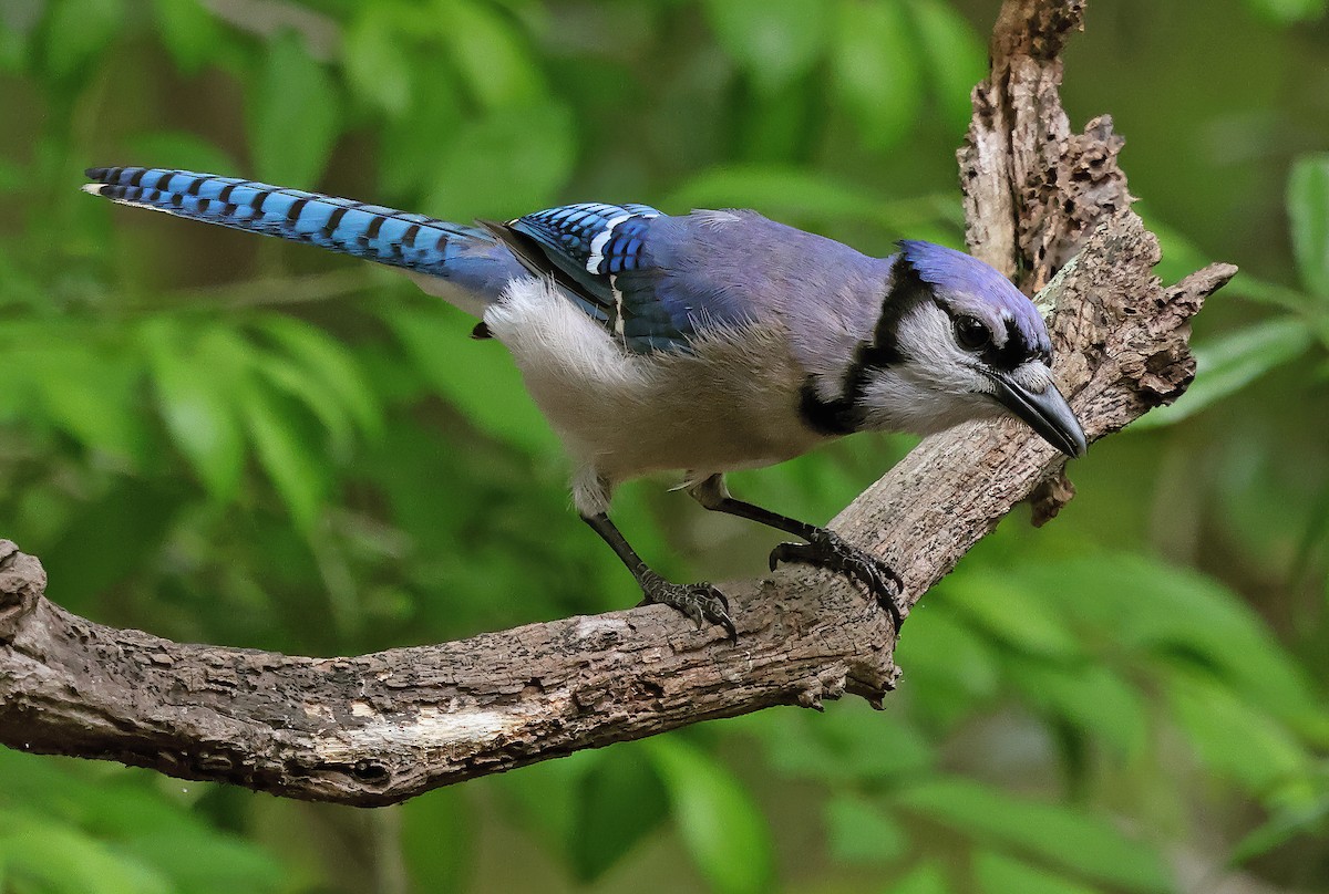 Blue Jay - ML617306897