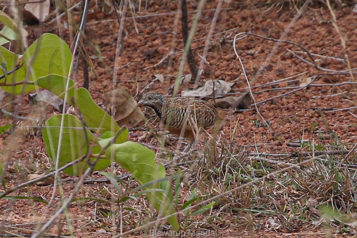 Barred Buttonquail - ML617306907