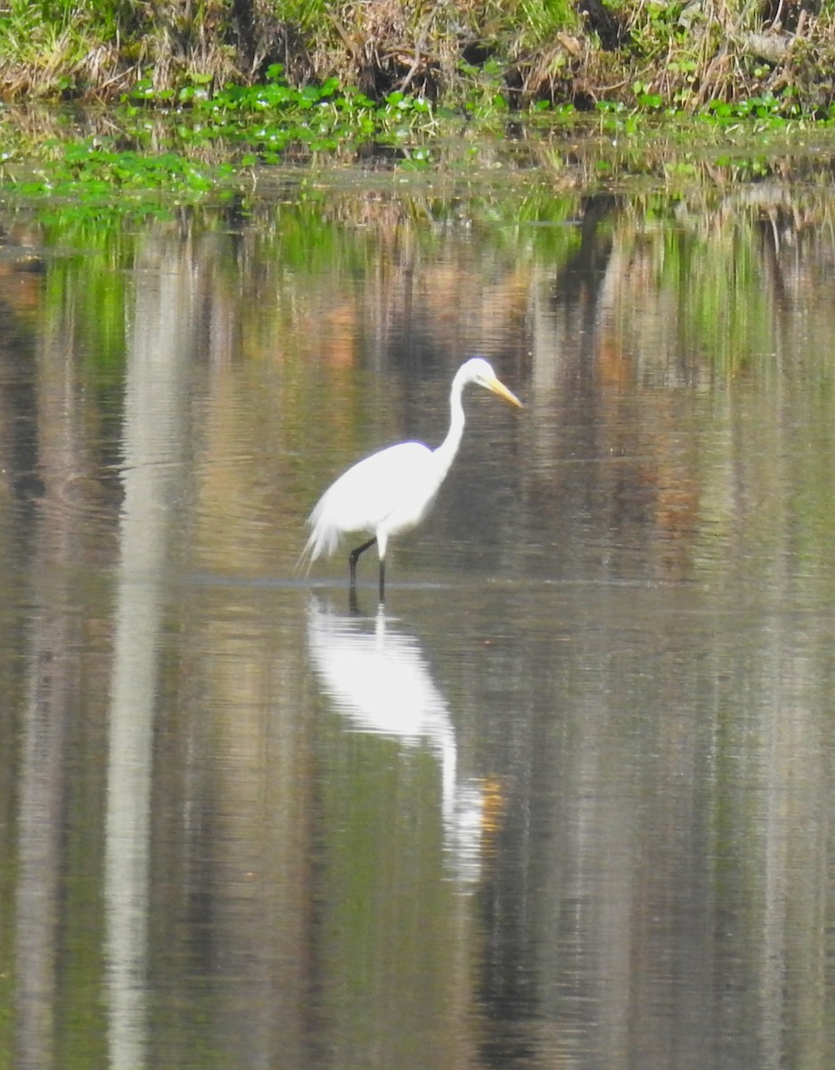 Great Egret - ML617306911