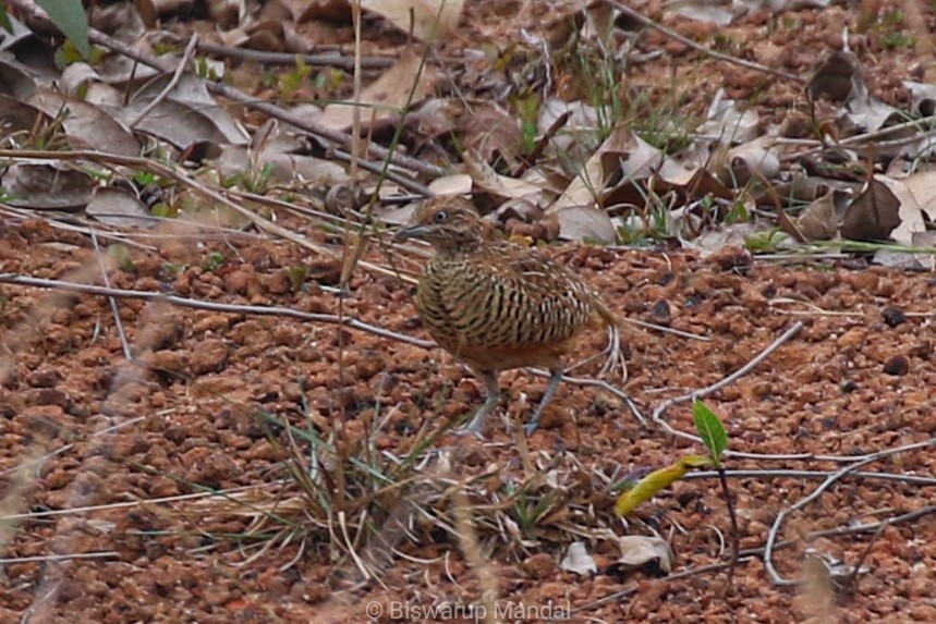 Barred Buttonquail - ML617306924