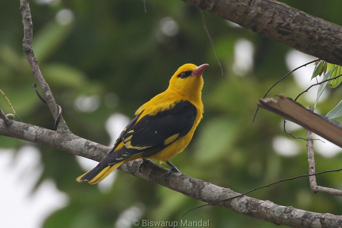 Indian Golden Oriole - ML617306965