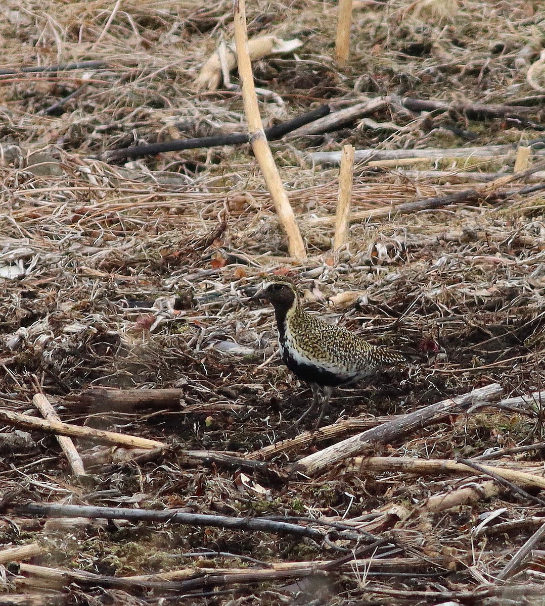 European Golden-Plover - John & Ivy  Gibbons