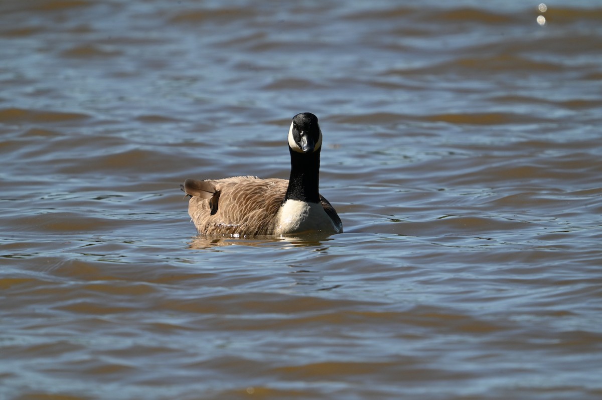 Canada Goose - ML617306979