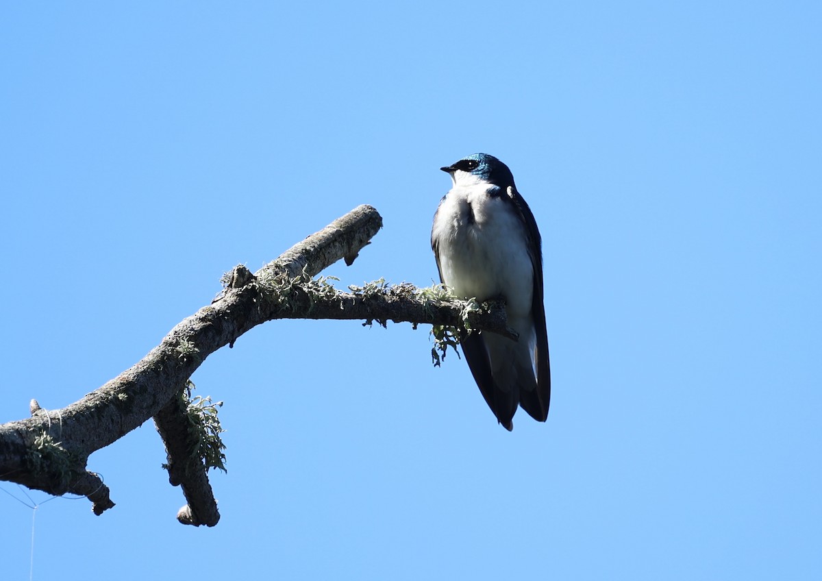 Tree Swallow - ML617307001