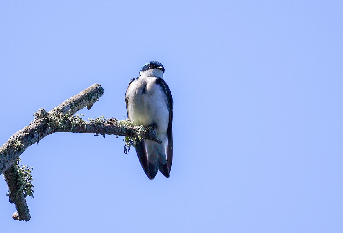 Tree Swallow - ML617307002