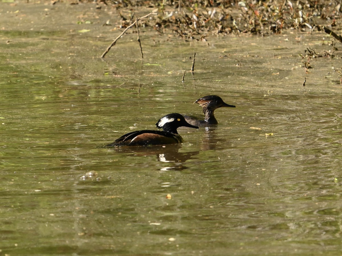 Hooded Merganser - William Woody