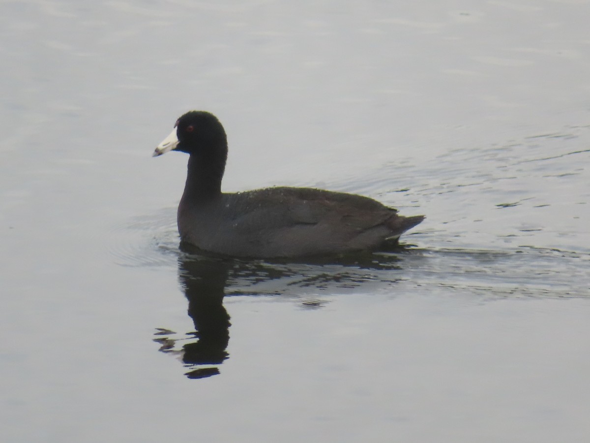 American Coot - ML617307011