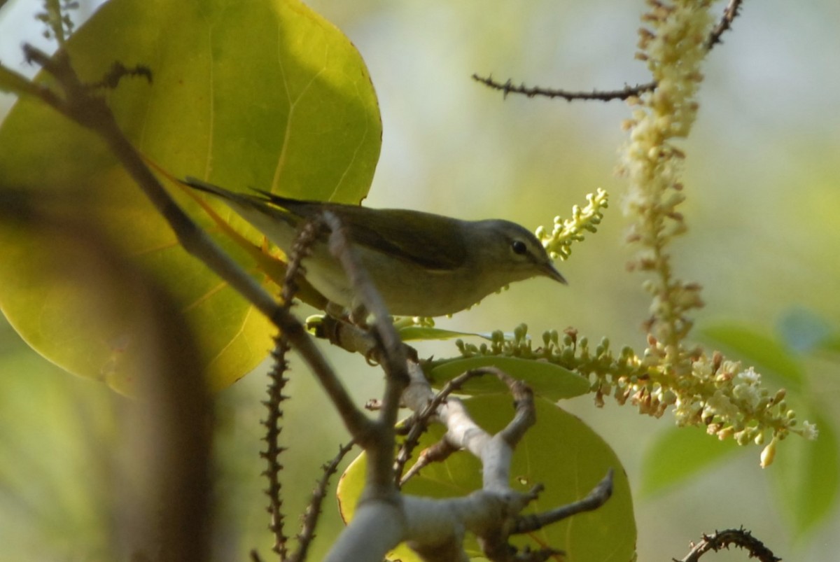 Tennessee Warbler - ML617307051