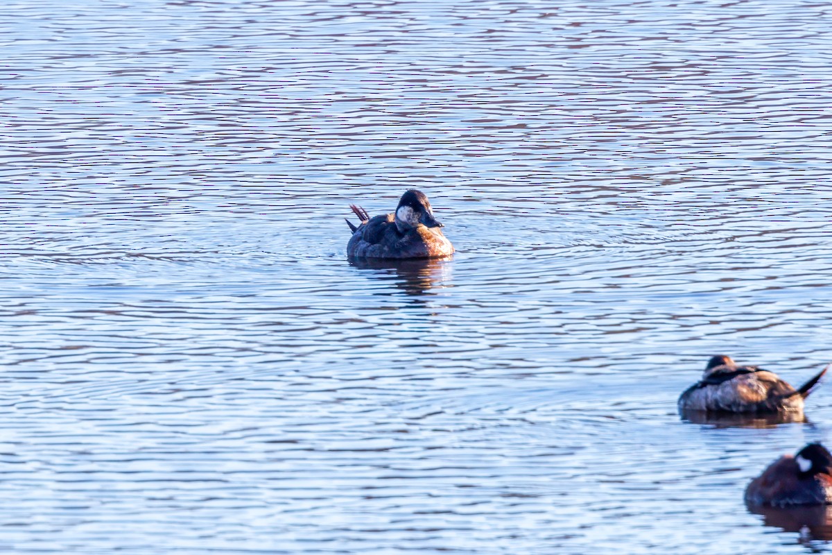 Ruddy Duck - Toby Sackton