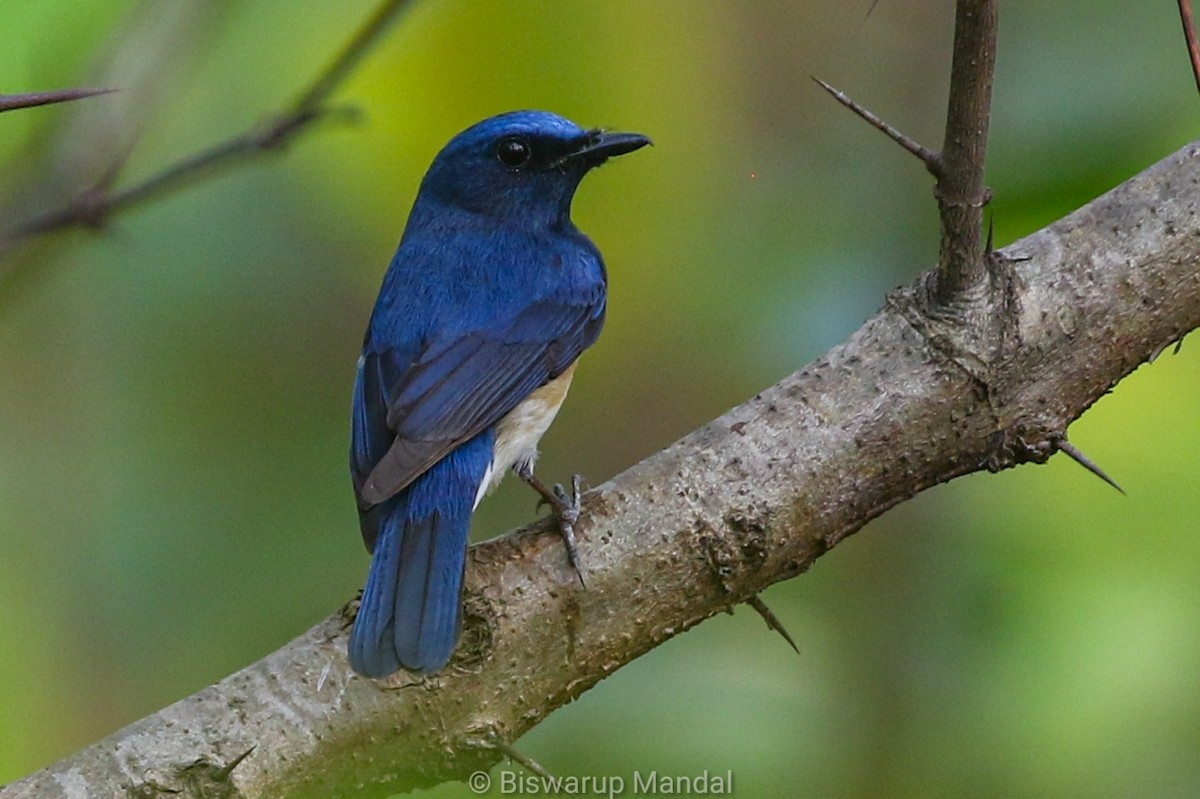 Blue-throated Flycatcher - ML617307070