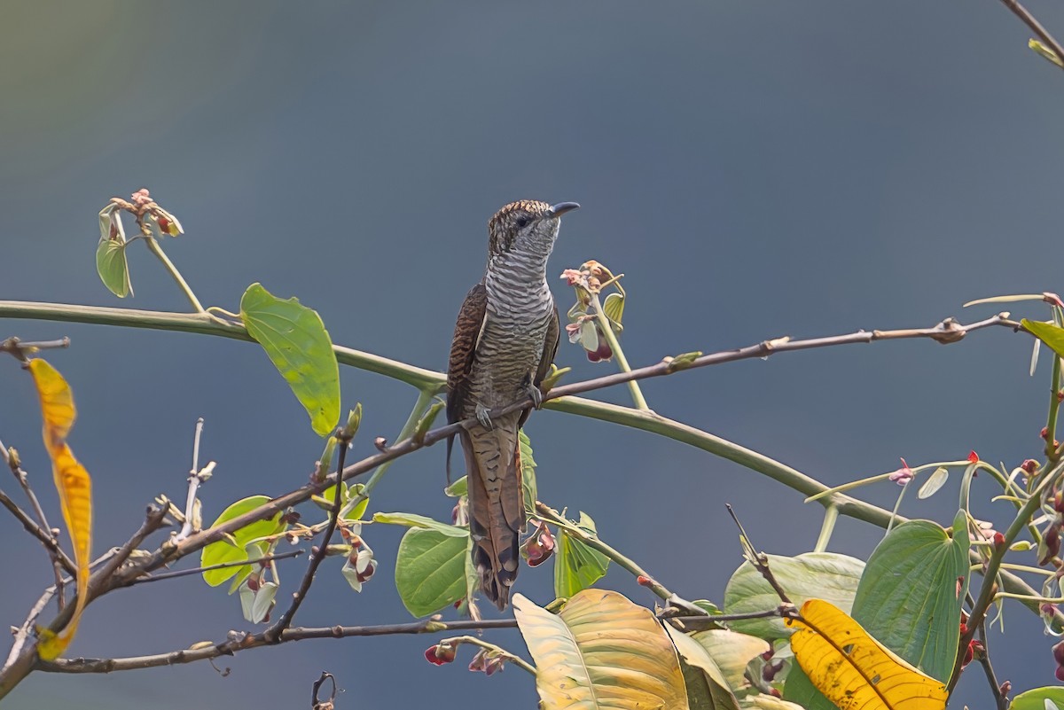 Banded Bay Cuckoo - ML617307073