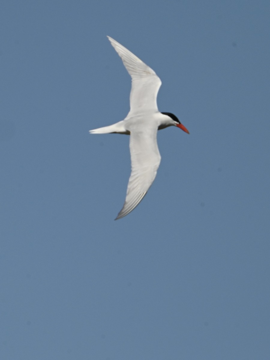 Caspian Tern - ML617307083