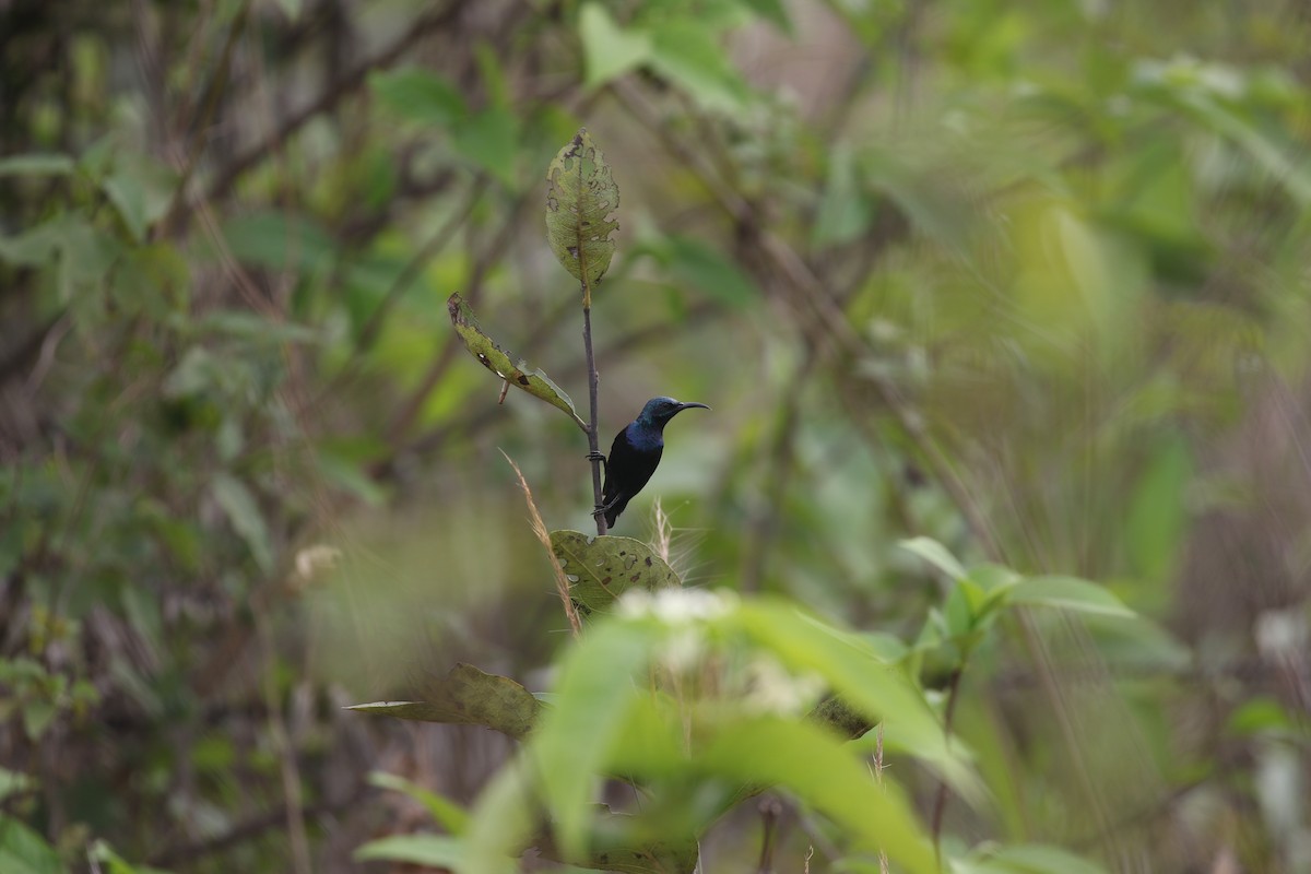 Purple Sunbird - ML617307130