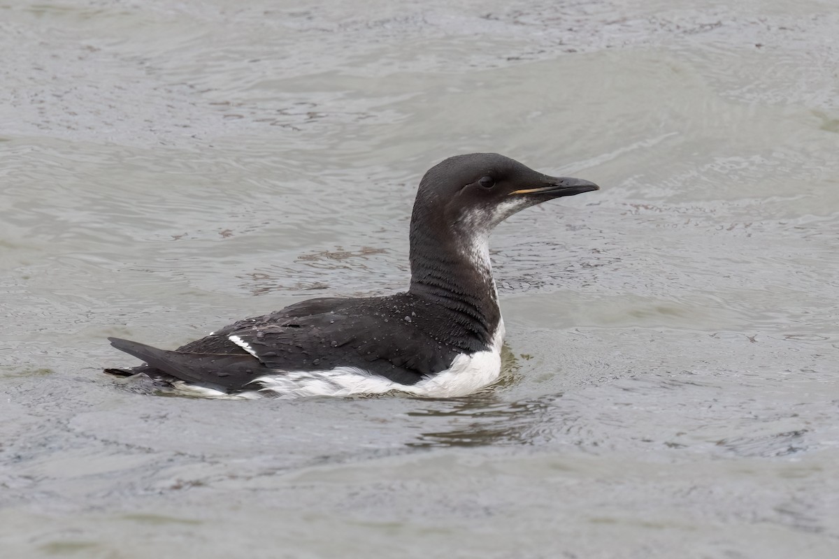 Thick-billed Murre - Kalpesh Krishna