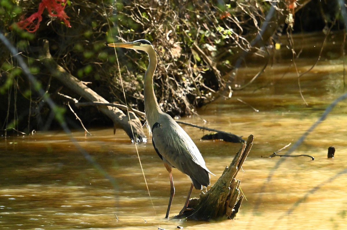 Great Blue Heron - ML617307140