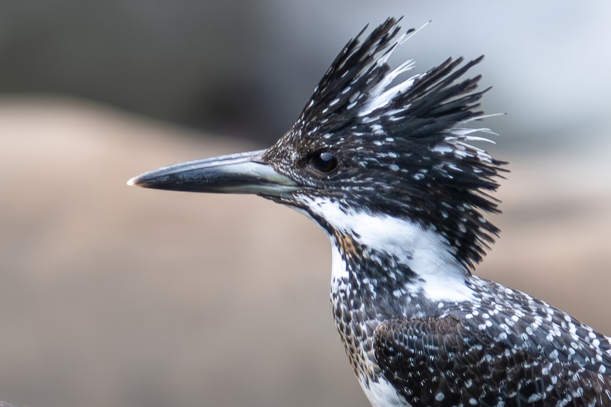 Crested Kingfisher - ML617307155