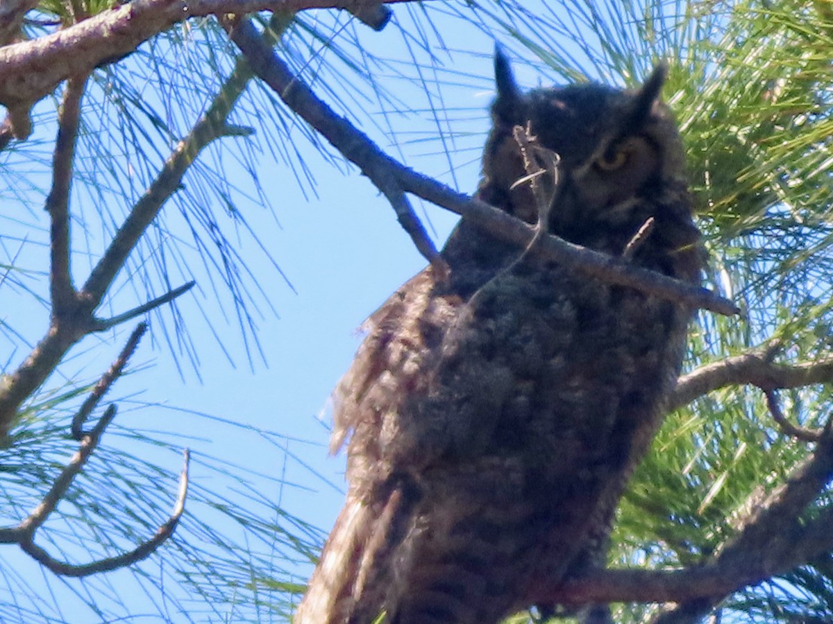 Great Horned Owl - ML617307169