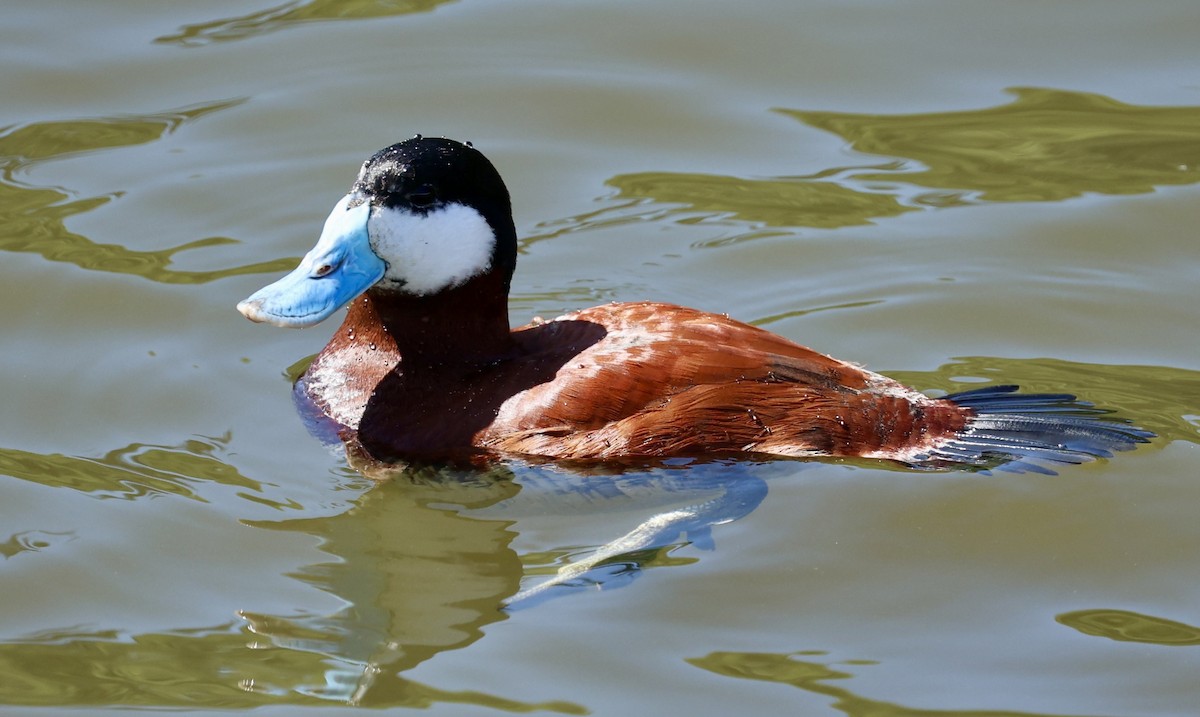 Ruddy Duck - ML617307170