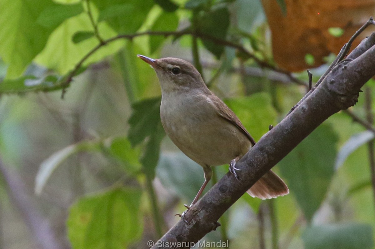 Booted Warbler - ML617307176