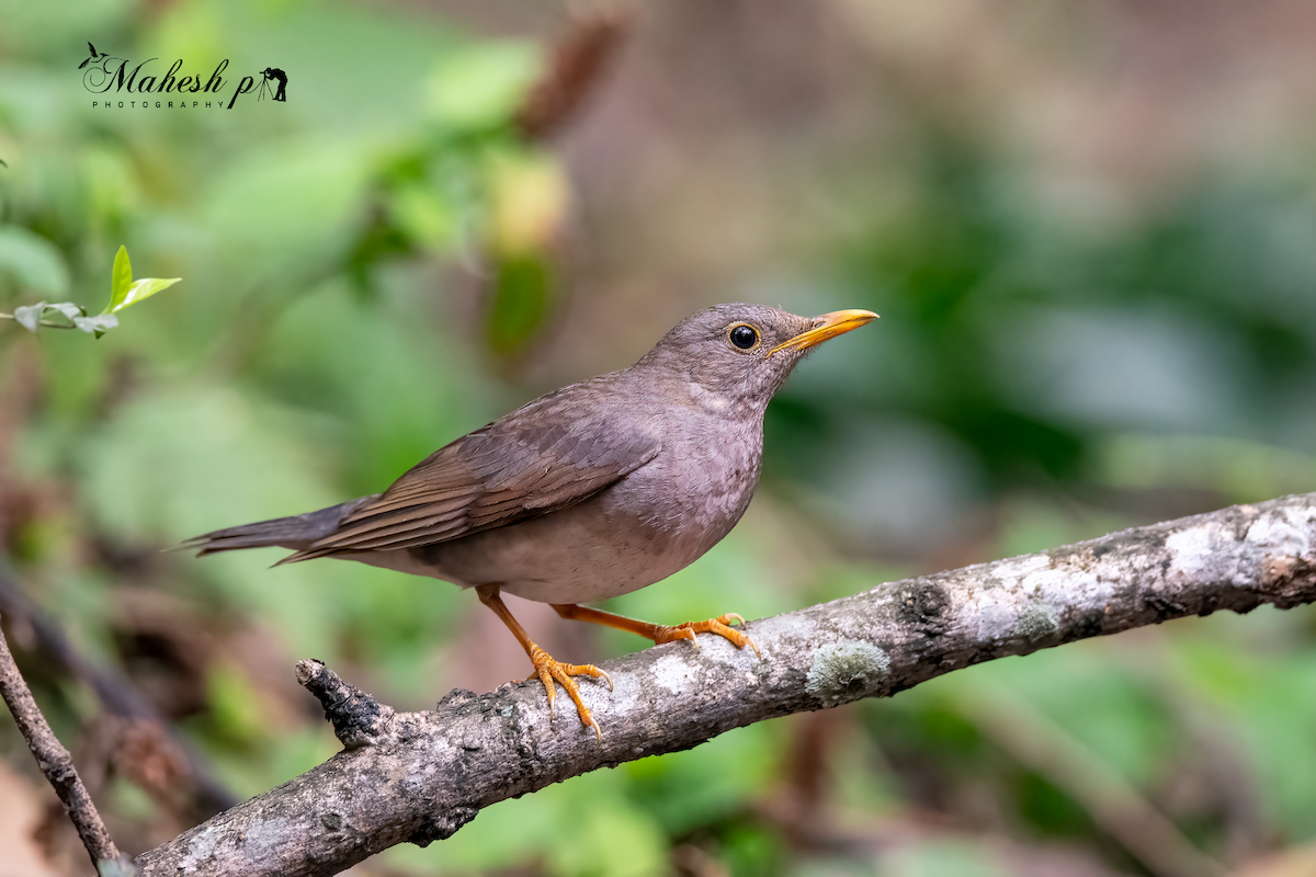 Tickell's Thrush - ML617307179