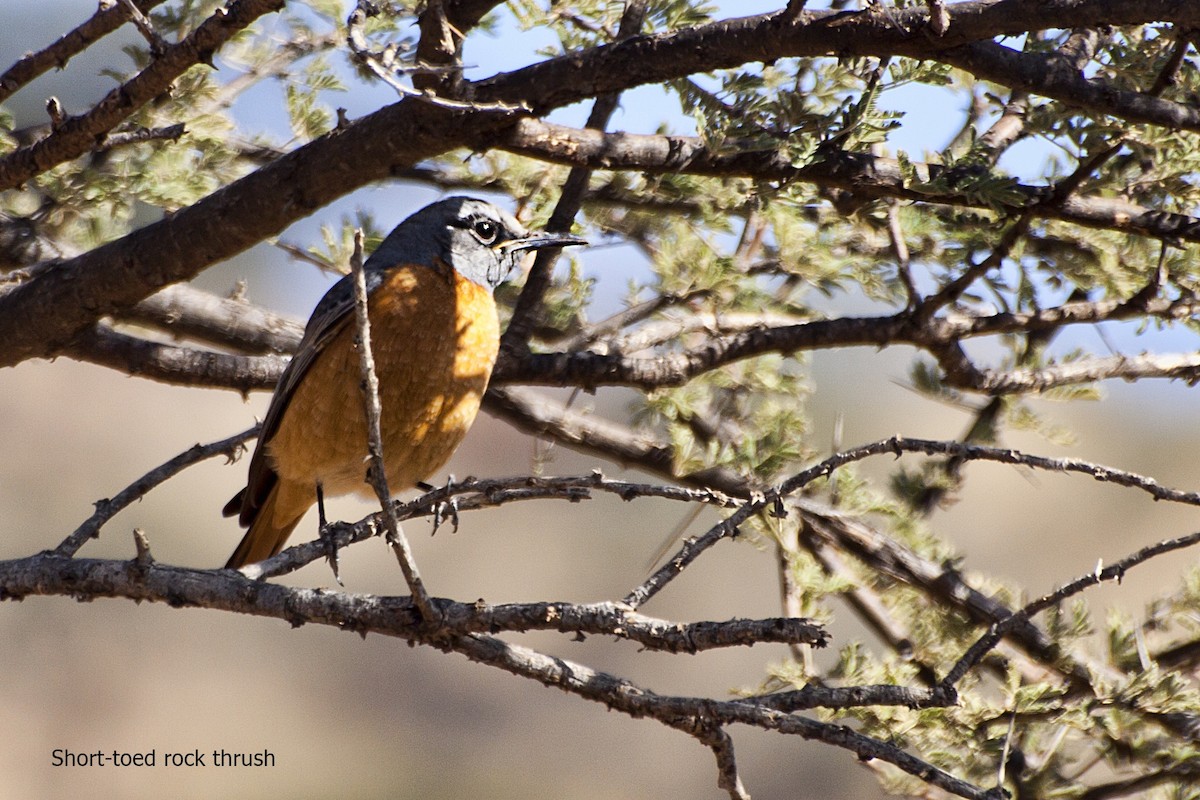 Short-toed Rock-Thrush - ML617307184