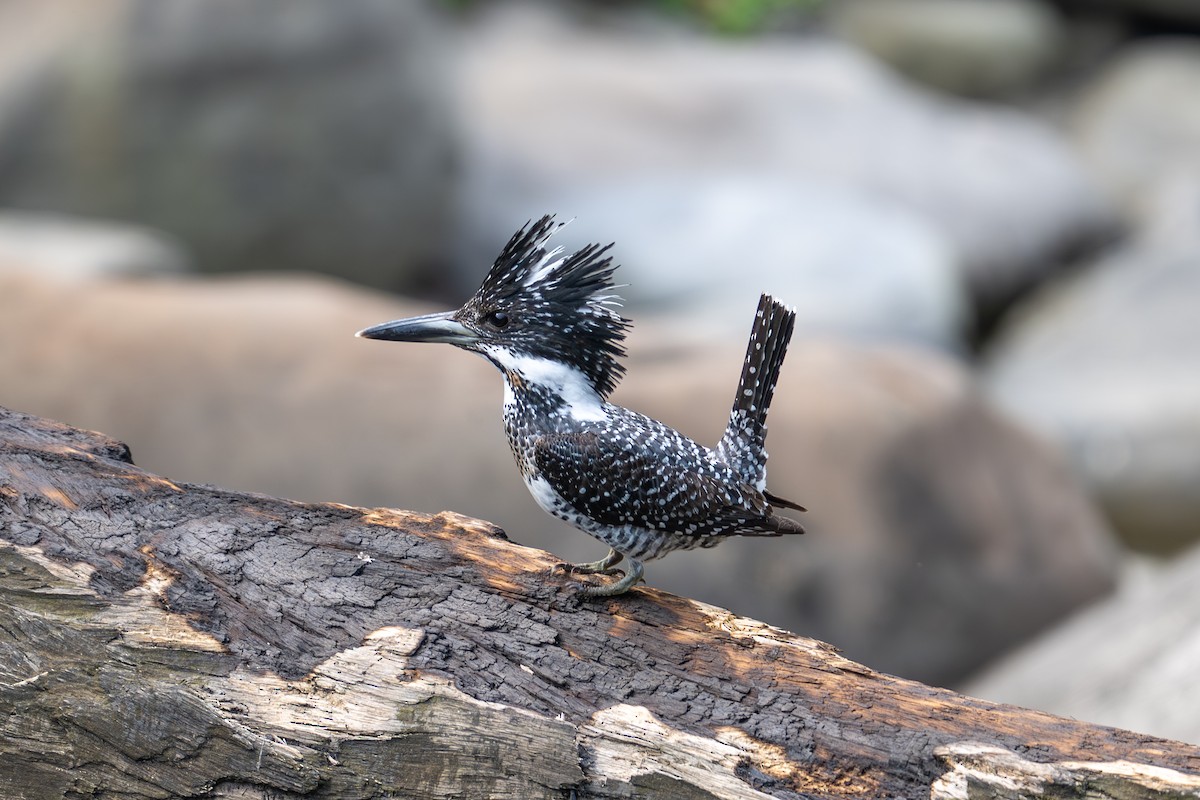 Crested Kingfisher - ML617307188