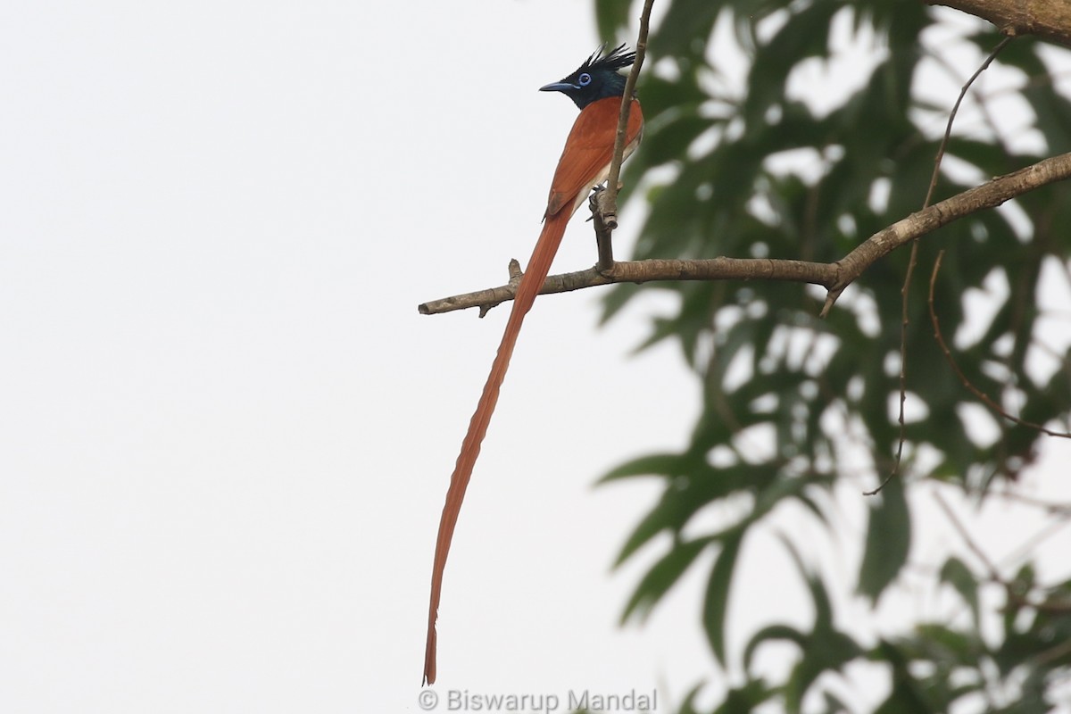 Indian Paradise-Flycatcher - ML617307225