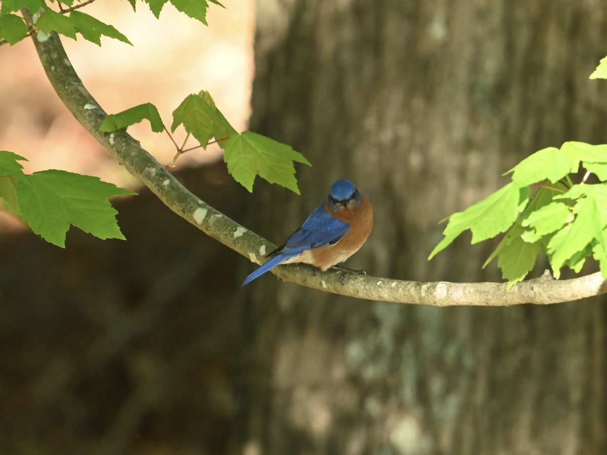 Eastern Bluebird - ML617307246