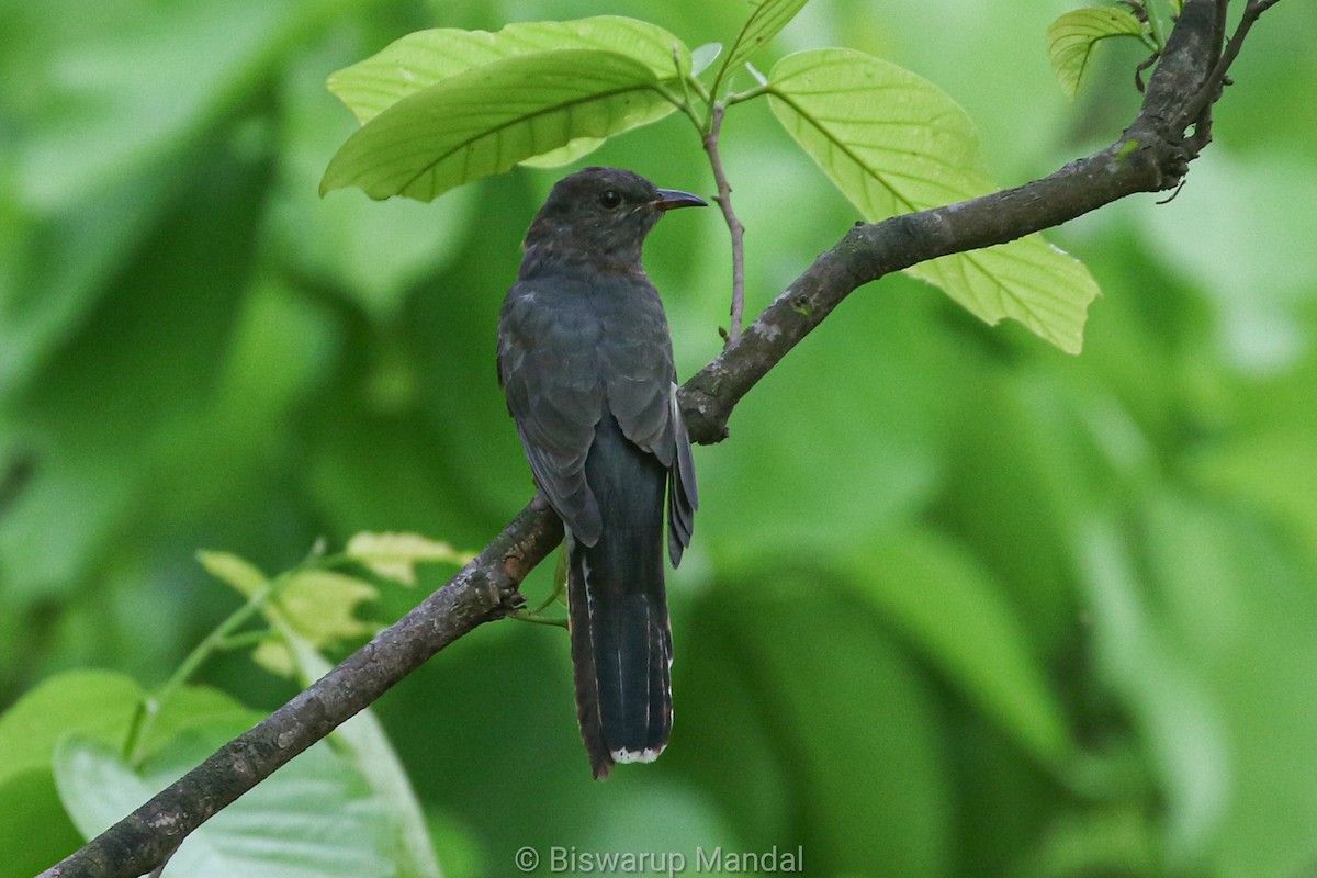 Gray-bellied Cuckoo - ML617307274