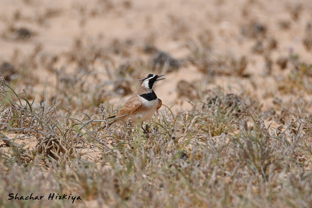 Temminck's Lark - ML617307299