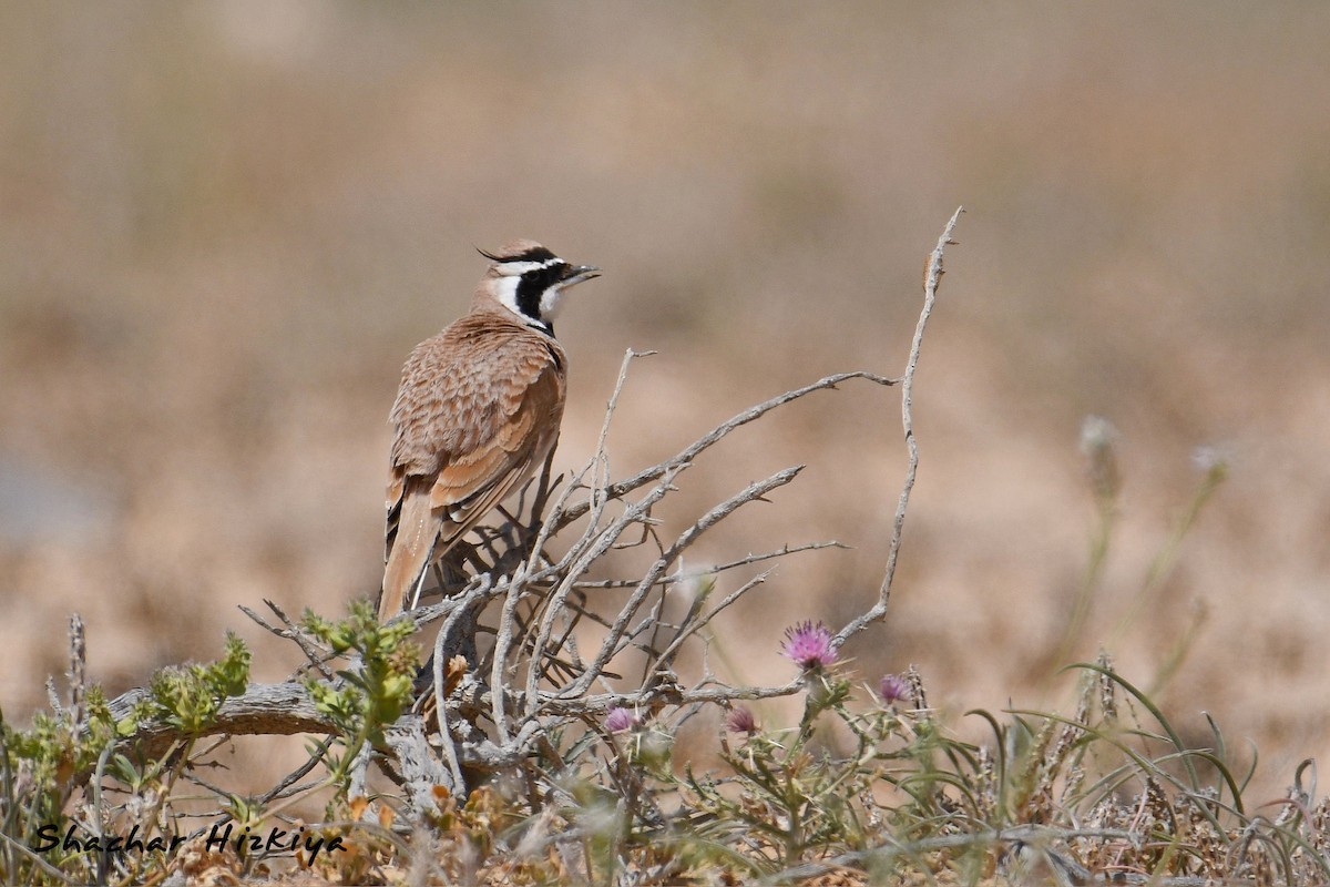 Temminck's Lark - ML617307300
