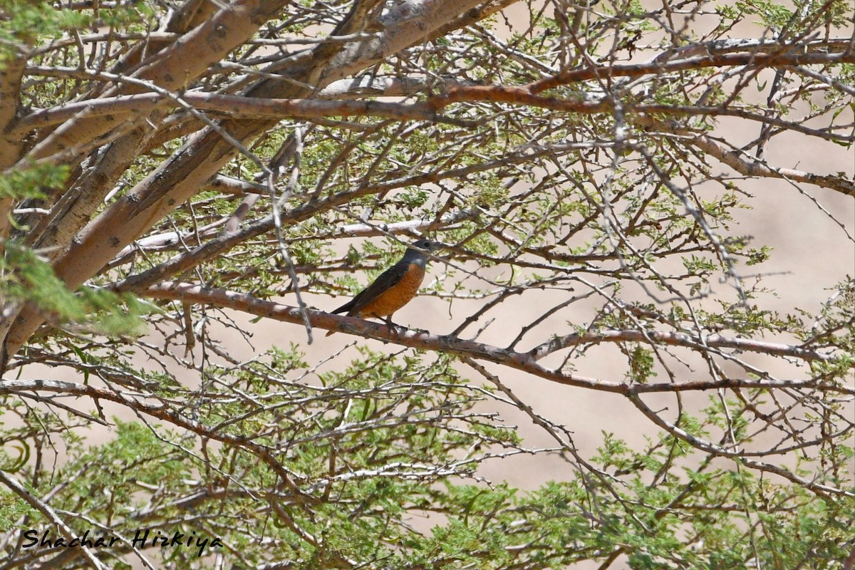 Rufous-tailed Rock-Thrush - ML617307305