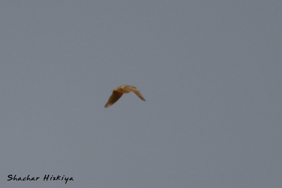 Bimaculated Lark - ML617307313