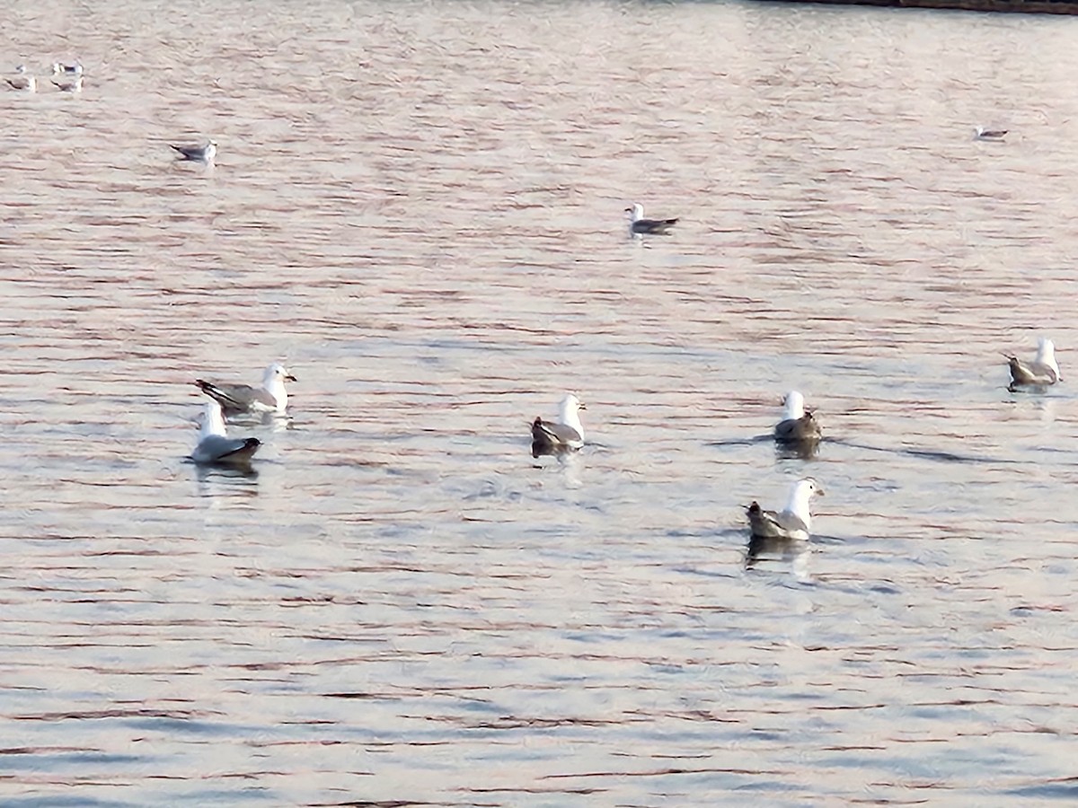 Ring-billed Gull - ML617307317